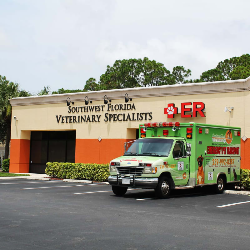 Southwest Florida Veterinary Specialists in Bonita Springs