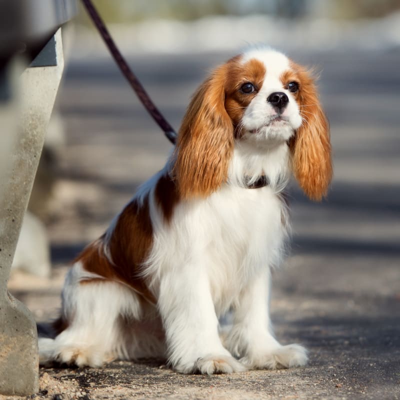 Animal Blood Bank Services, Bonita Springs Veterinarian