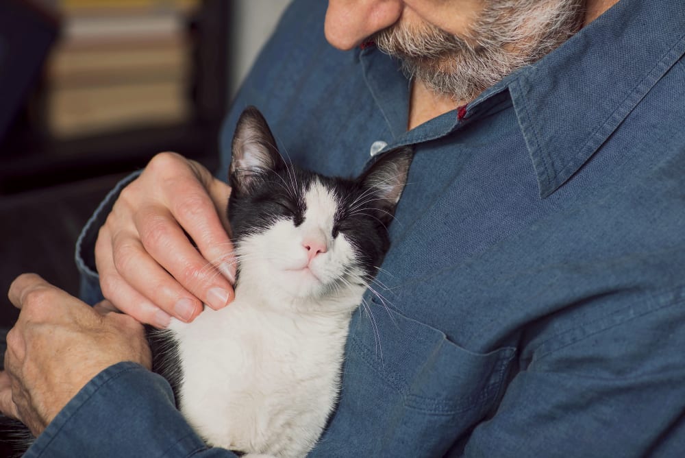 cat at Southwest Florida Veterinary Specialists