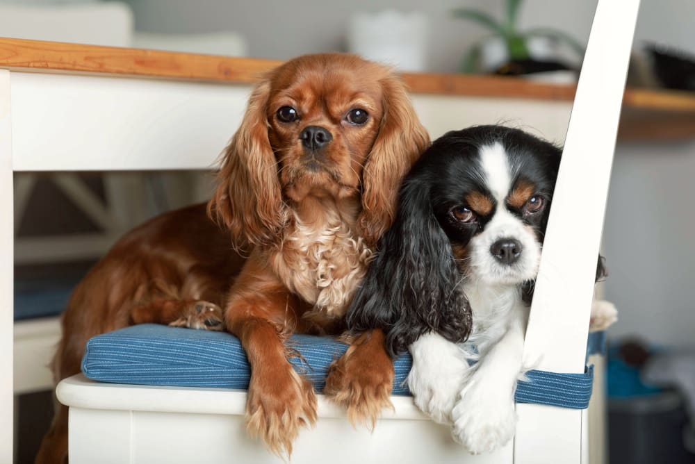 two dogs at Southwest Florida Veterinary
