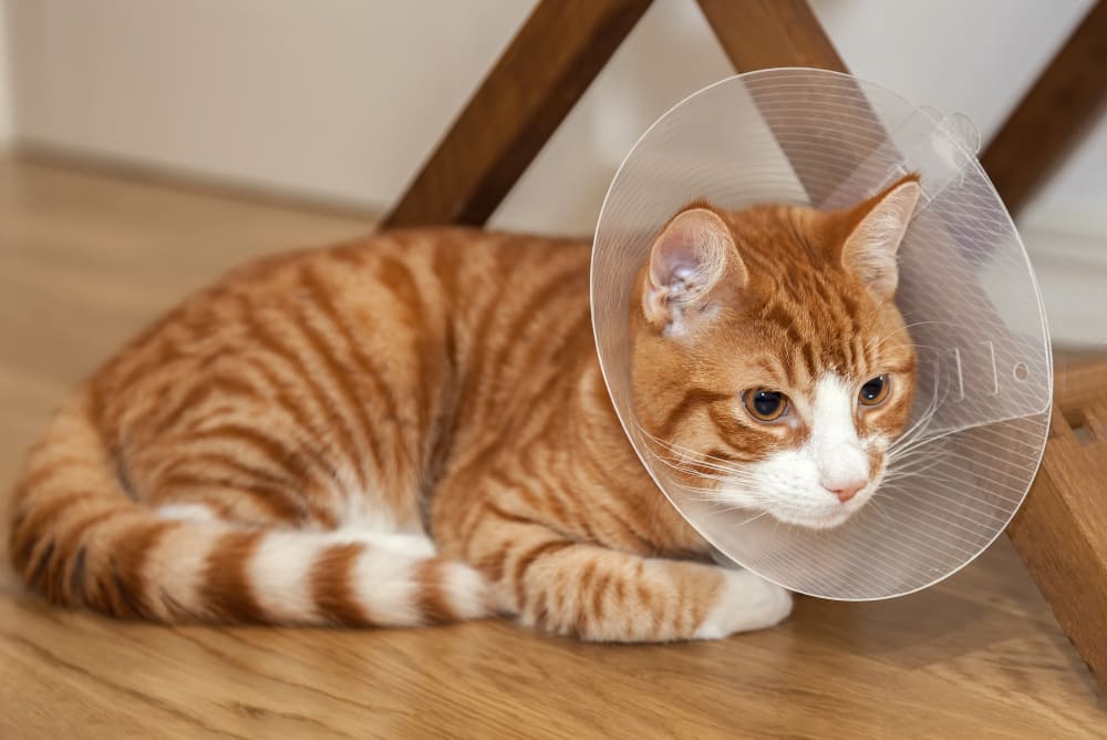 cat at vet clinic